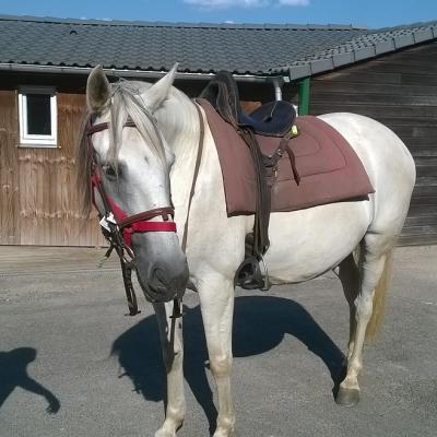 Visite des chevaux au camping